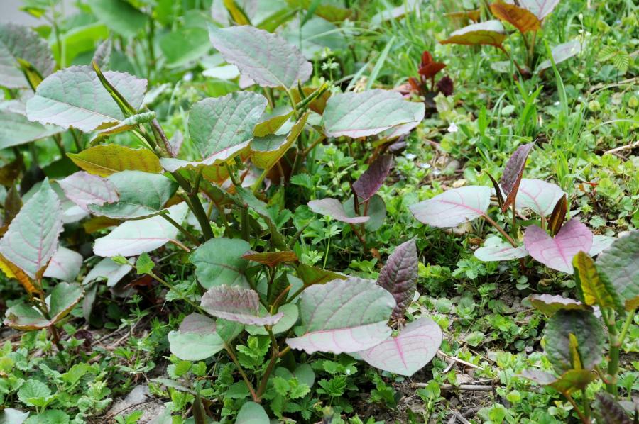 the-importance-of-native-plants-with-doug-tallamy-high-country-gardens